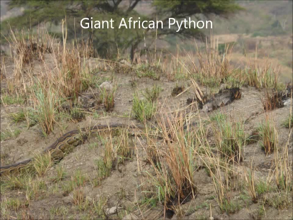 Giant African Python, Uganda 2015