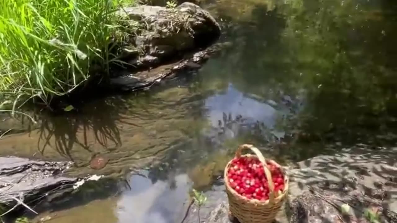 picking wild strawberries in the forest🍓🐕