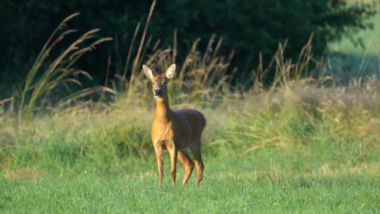 Barking Roe deer