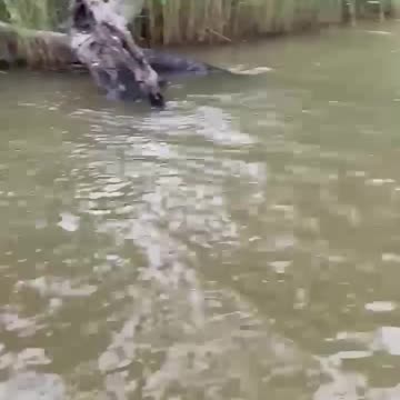 Man Rescues Dog From Being Drowned by Kangaroo || ViralHog