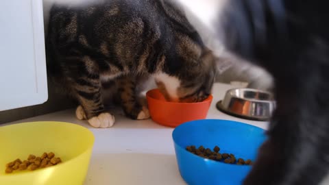 Cat enjoying meal