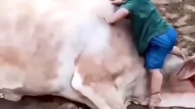 Baby plays with a cow