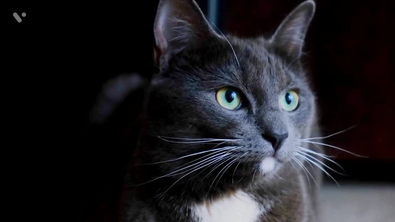 Cute cat🐈