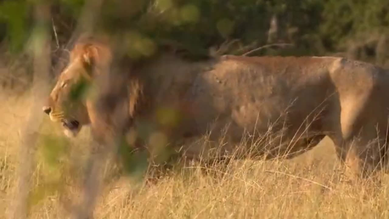 lions passing through your timeline