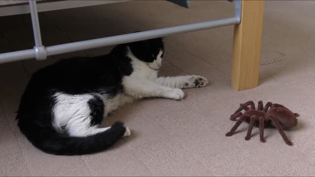 Adorable Cat Fights With Fake Spider