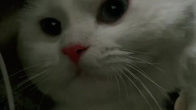 Cat video Playing Beautifull cat video Playing