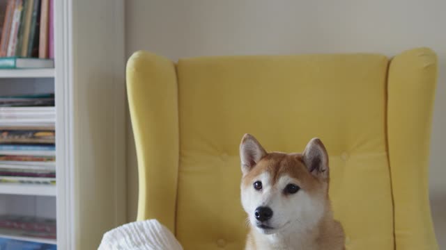 Kalu Seated on a Yellow Chair Feeling with Boos