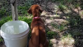 Rhodesian Ridgebacks Mister & Tickle: My Watchful Pair