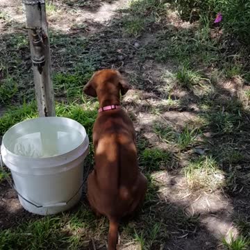 Rhodesian Ridgebacks Mister & Tickle: My Watchful Pair