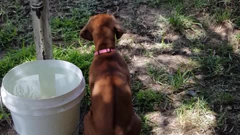 Rhodesian Ridgebacks Mister & Tickle: My Watchful Pair