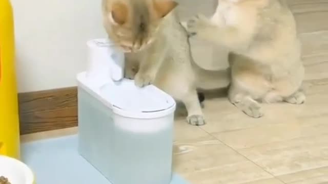 Cats fighting for today milk funny moments