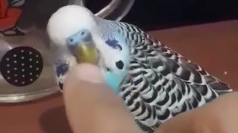 The most beautiful love bird