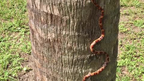 Skilled Snake Scales a Tree