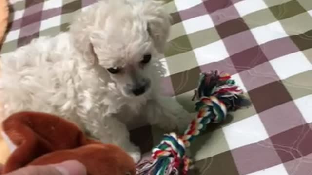 a puppy playing with stingray toys