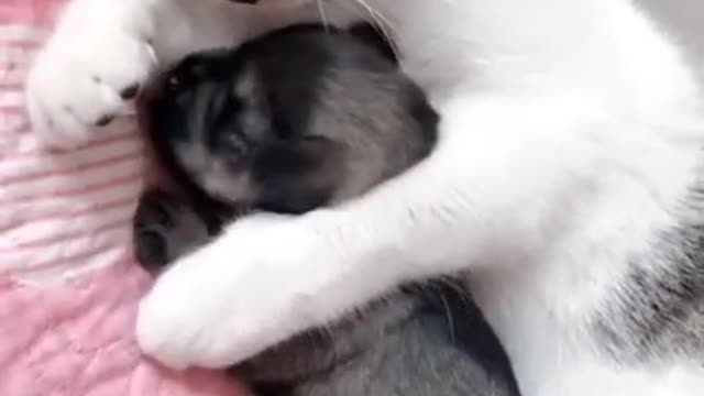 A cute cat with baby dog