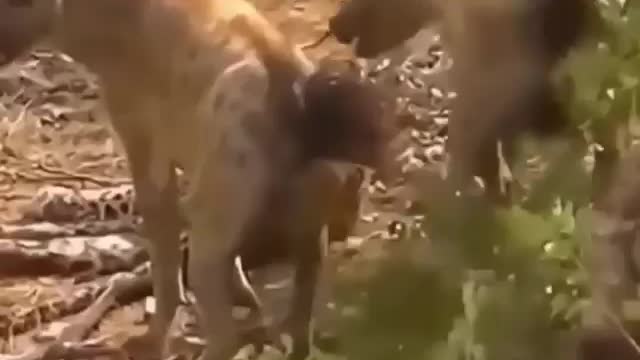 Hot Battle Of King Hyena, Leopard, VS Wild Dogs Wildebeest