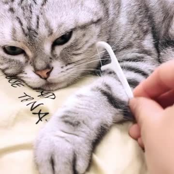 Violin with cat mustache