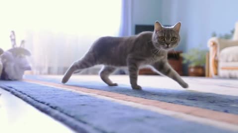 A cat walking on a carpet in a bright blue room