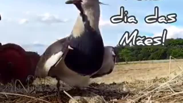 Amazing bird mother protecting her son