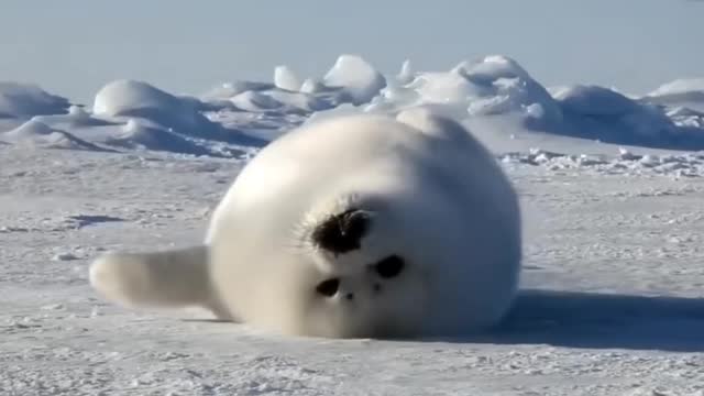 The seal baby just woke up, looks a little fat!