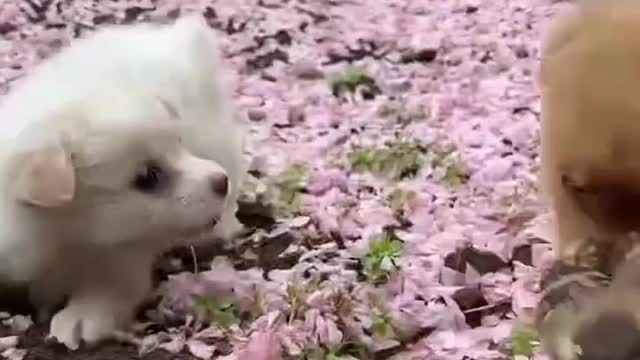 Cute puppy playing with chicken