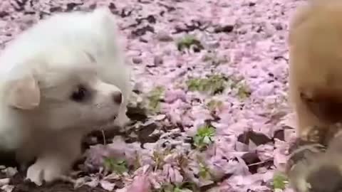Cute puppy playing with chicken