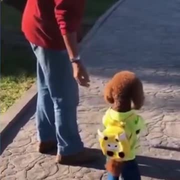 The most beautiful I've ever seen cute and funny pets #petsgarden #funnycats #cutecats#short