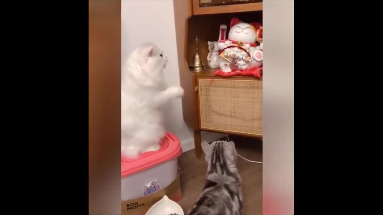 funny video like and sub plz plz
