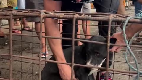 Man Buys Dogs From Dog Meat Vendor