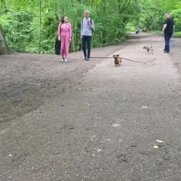 This dog picked up a stick and he is looking around🐶🐶🐶