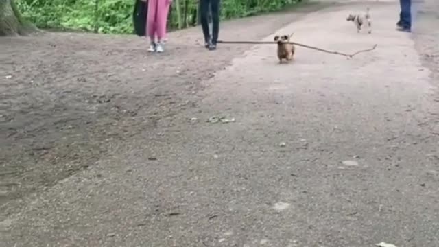 This dog picked up a stick and he is looking around🐶🐶🐶