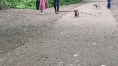 This dog picked up a stick and he is looking around🐶🐶🐶