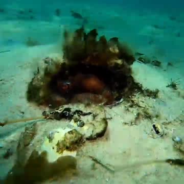 A Pale Octopus & Gurnard