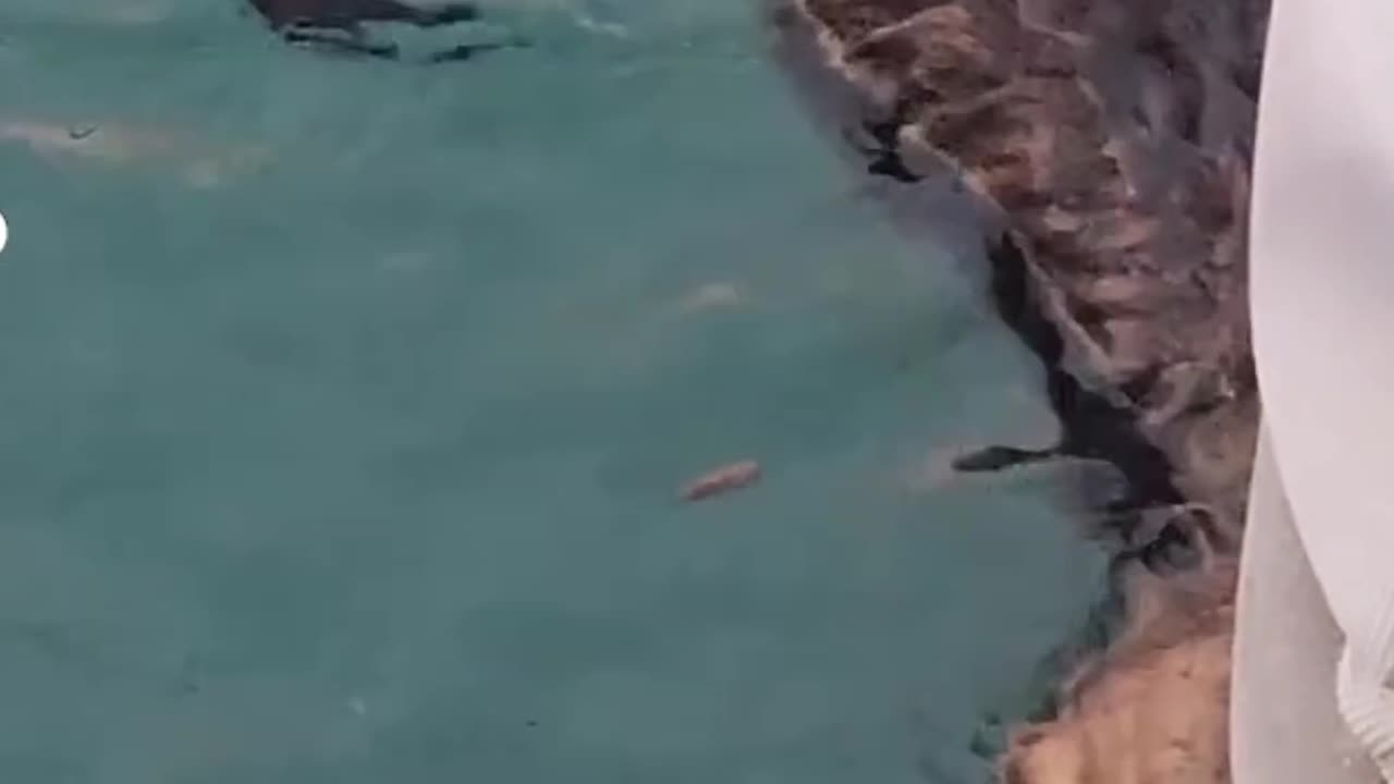 An adorable otters quickly sneaking away