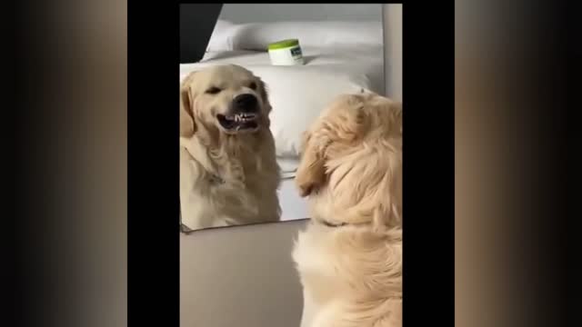 When a dog looks in the mirror