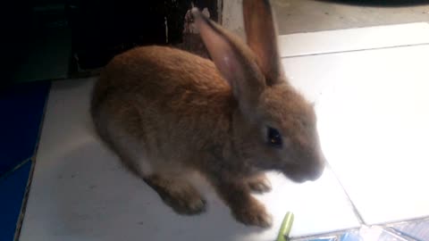 Brix the rabbit