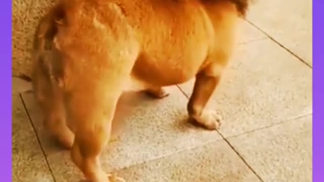 #short_funny video 😂 Must watch new doggy style