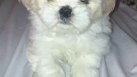 White puppy on white bed linens