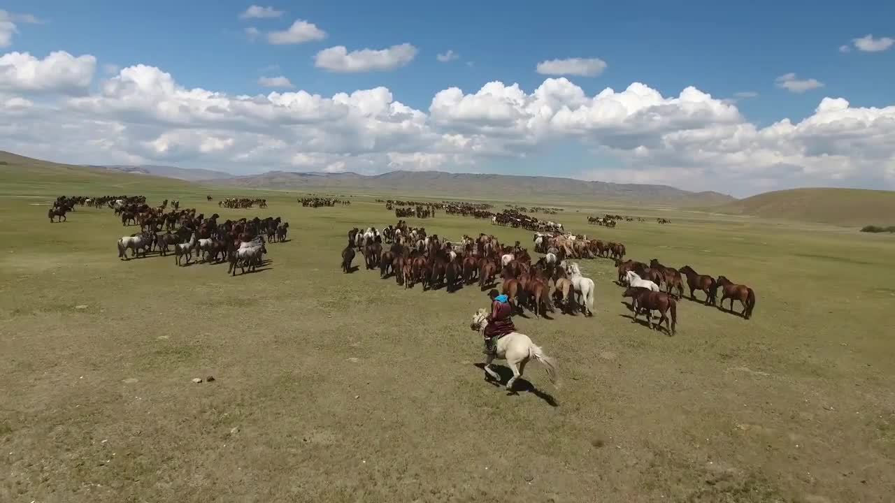 Epic herd of horses shot by drone in mongolia in endless steppes (rare)