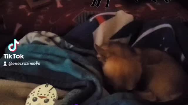 JASON VOORHEE'S & MAC THE CHIHUAHUA