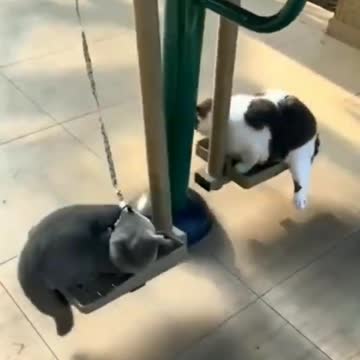 cute cat funny trending videos & funny animals