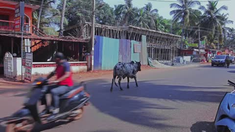 Cow walks in traffic on the road in India