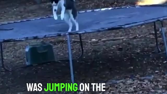 He found his jumping on the trampoline outside 😂👏 (via pendleburyerik/TW)