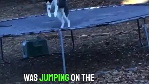 He found his jumping on the trampoline outside 😂👏 (via pendleburyerik/TW)