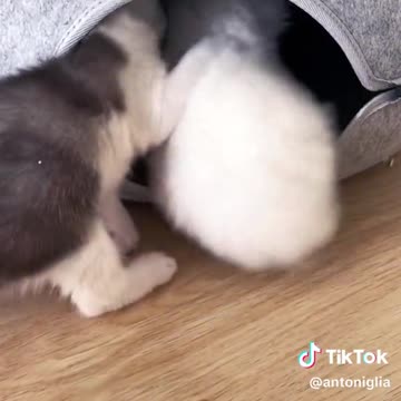 What a cute kitten they fight too