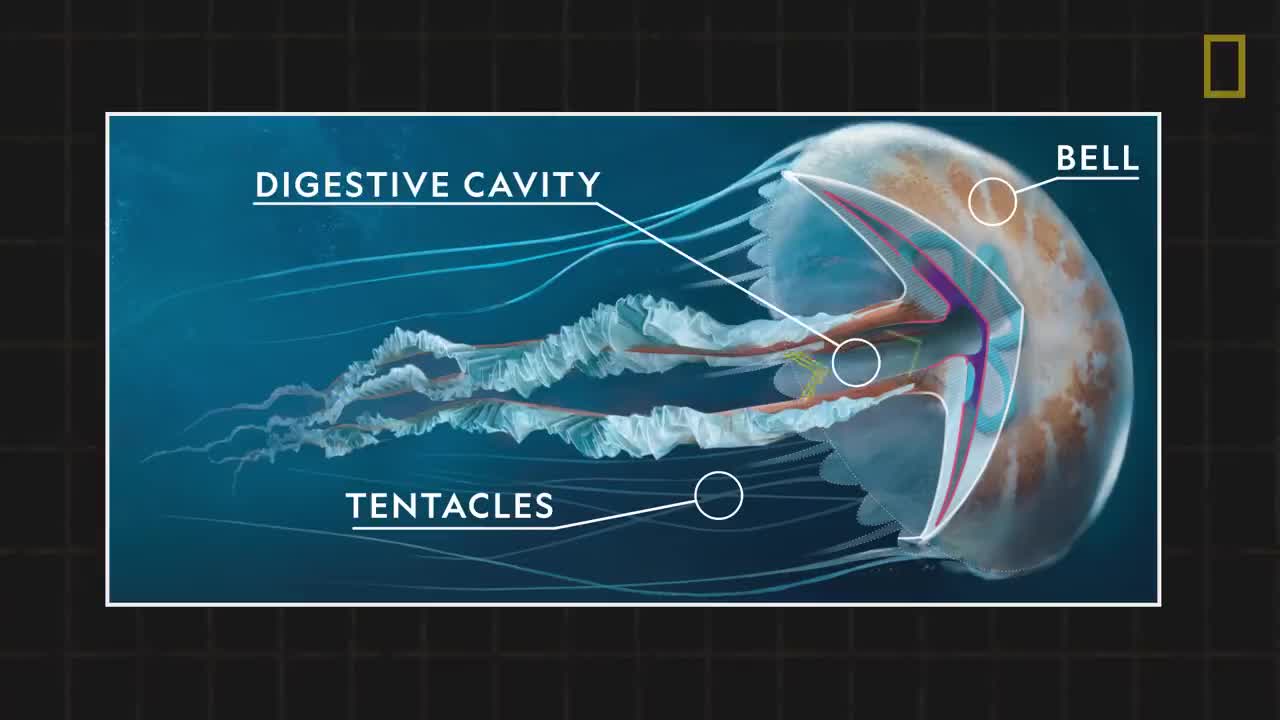 Jellyfish 101!nat geo wild