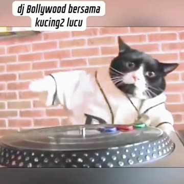 Bollywood DJ With Cute Cats