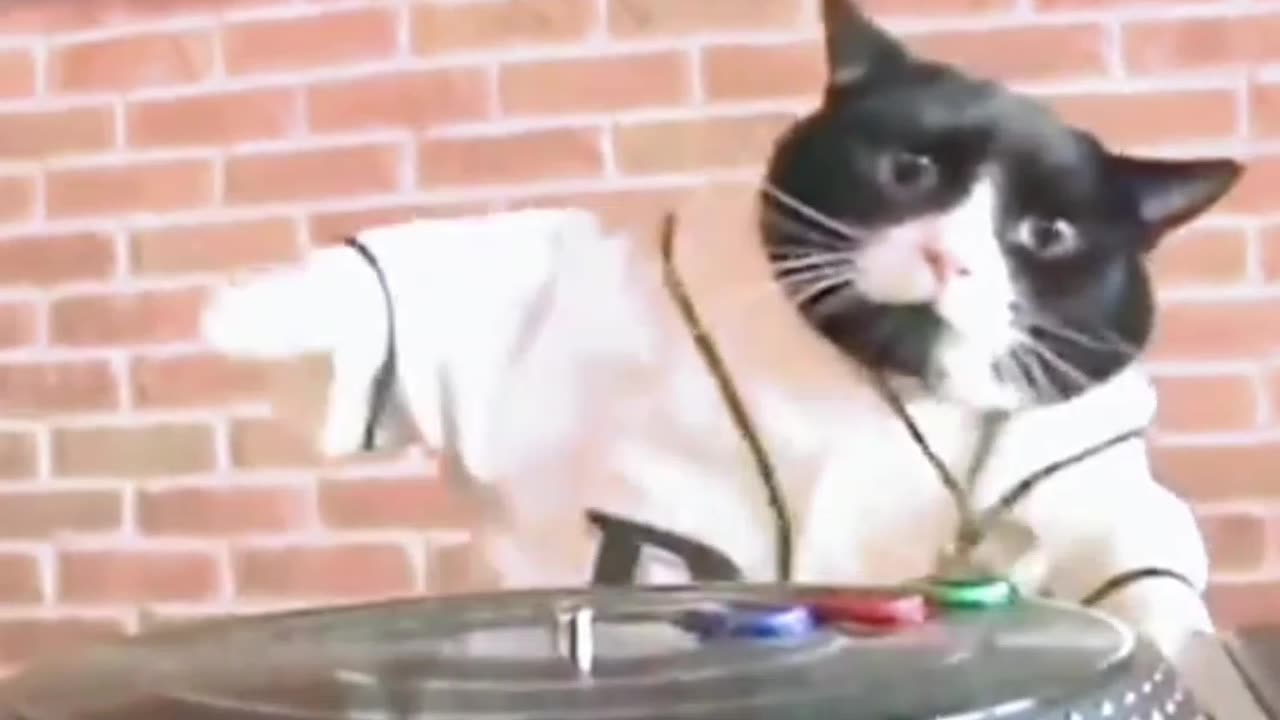 Bollywood DJ With Cute Cats