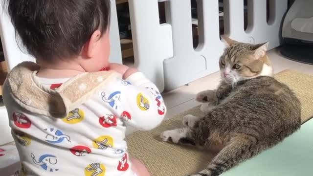 A little boy playing with a cat's tail