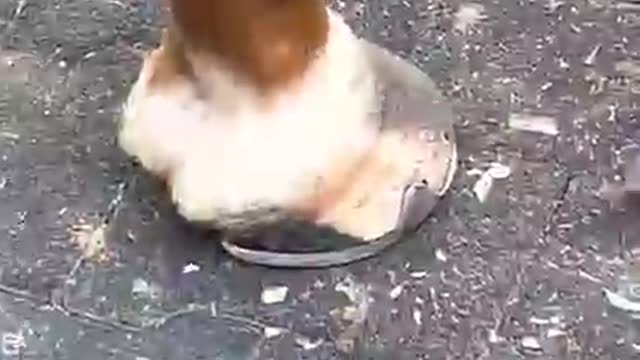 Assim é feita a restauração dos cascos de cavalos🐴